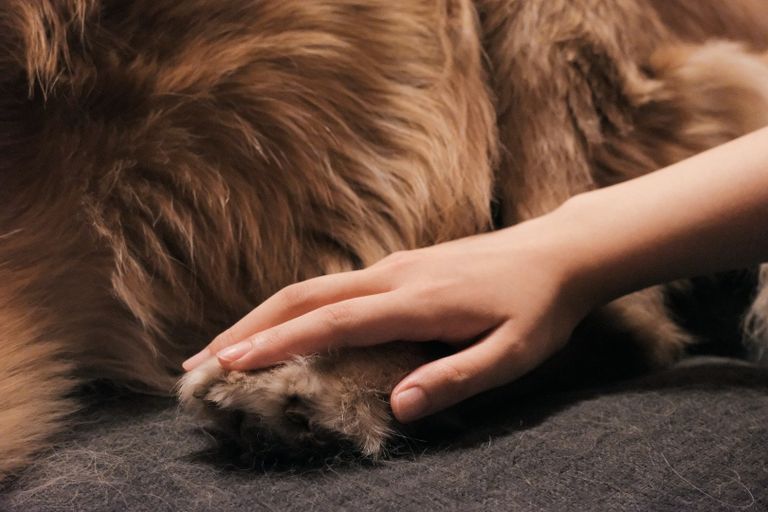 Hundephysiotherapie Massagen Marina Ernstberger Marktredwitz