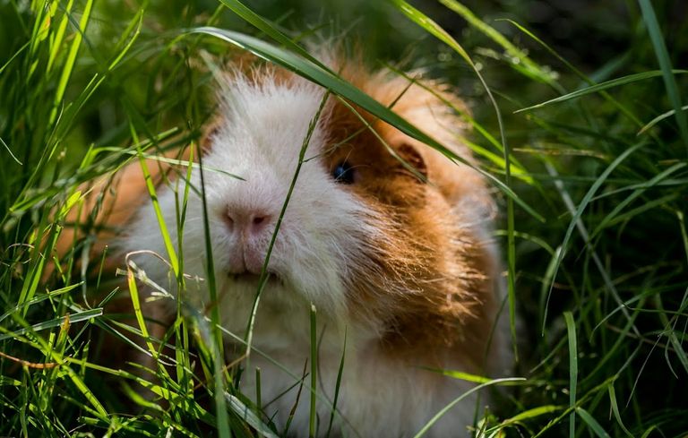 Artgerechte Ernaehrung Kaninchen Meerschweinchen Marina Ernstberger Marktredwitz