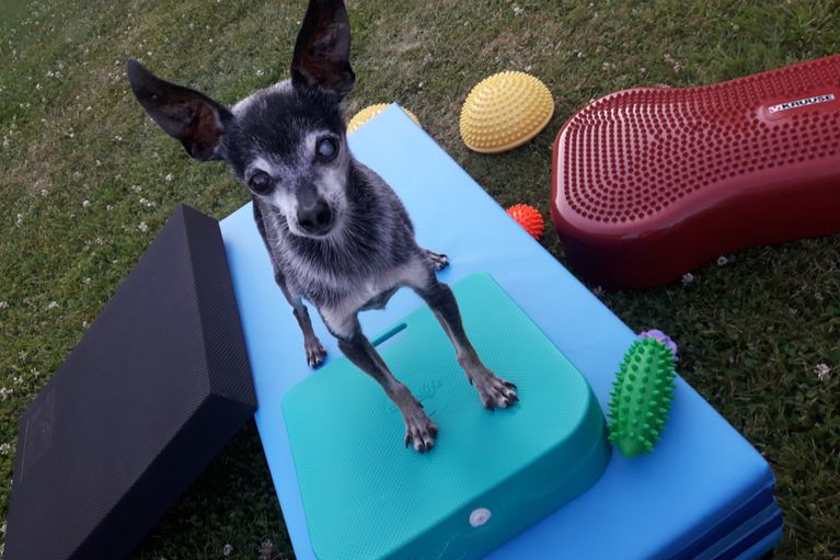 Aktive Hundegymnastik Muskelaufbau Marina Ernstberger Marktredwitz