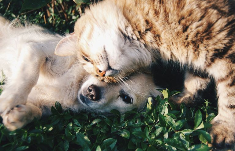 Ernaehrungsberatung Hunde Katzen Marina Ernstberger Marktredwitz