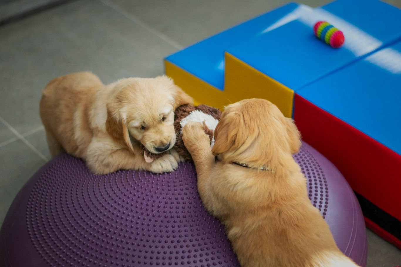 Hundephysiotherapie Hundegymnastik Bewegung Marina Ernstberger Marktredwitz