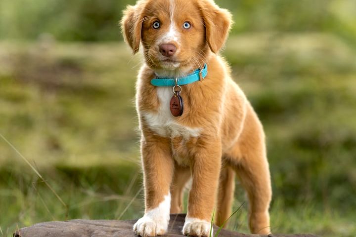 Körperanalyse Hund Check up Marina Ernstberger Marktredwitz